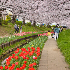 春の公園　桜とチューリップの咲く小川
