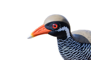 ヤンバルクイナ