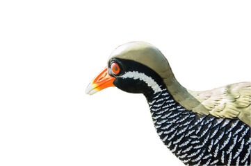 Obraz premium ヤンバルクイナ