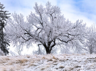 Frosted winter tree in urban Calgary park.