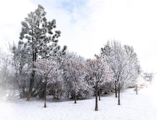 Frosted trees in Calgary city park. 