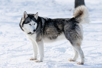 Portrait of a Siberian husky, friendship forever. Pet. Husky