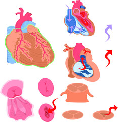 心臓　構造　イラスト