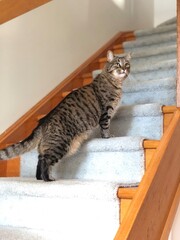 階段を登るキジトラ猫