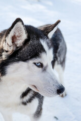 Portrait of a Siberian husky, friendship forever. Pet. Husky