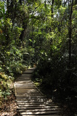 ボルネオ、キナバル山の登山道