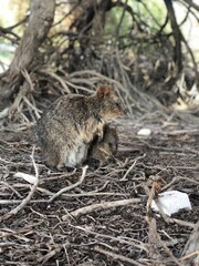 野生のクオッカワラビー　パースのロットネストアイランドにて