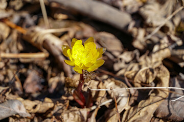 one Snowdrop yellow primrose, endemic of the Khabarovsk Territory of Russia, Adonis amurensis