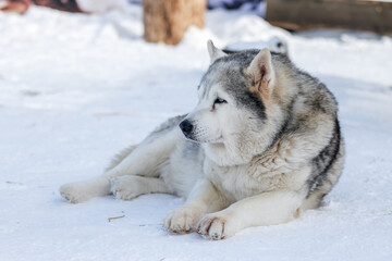 Portrait of a Siberian husky, friendship forever. Pet. Husky