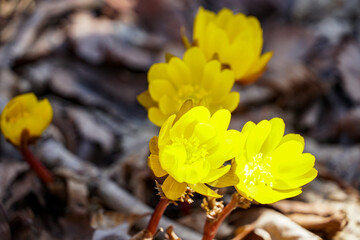 many Snowdrop yellow primrose, endemic of the Khabarovsk Territory of Russia, Adonis amurensis
