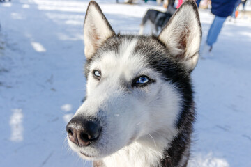 Portrait of a Siberian husky, friendship forever. Pet. Husky
