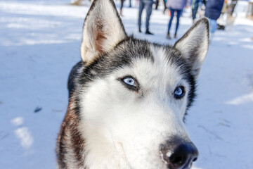 Portrait of a Siberian husky, friendship forever. Pet. Husky
