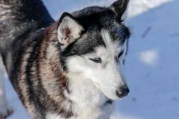 Portrait of a Siberian husky, friendship forever. Pet. Husky