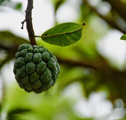 blackberry on tree