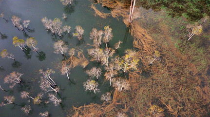 autumn leaves in the wind