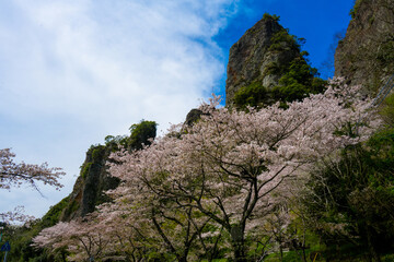 仙の岩の桜