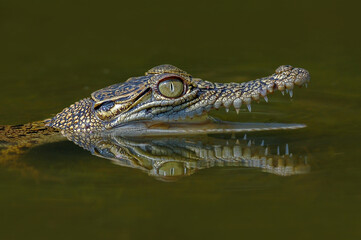 Crocodile on the water