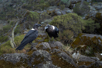 キリマンジャロカラス