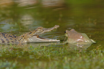 crocodile and frog on the water