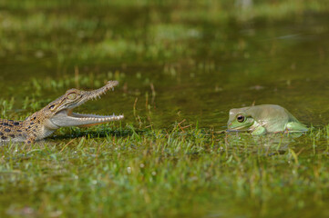 Crocodile and frog on the water