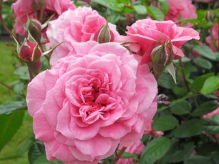 Pretty bright closeup pink roses in a garden