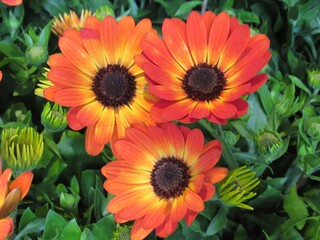 Prett bright closeup orange African daisy in a garden