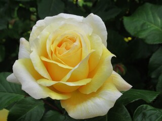 Pretty Bright closeup yellow-white rose in garden