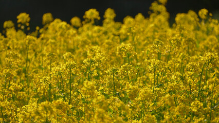 菜の花