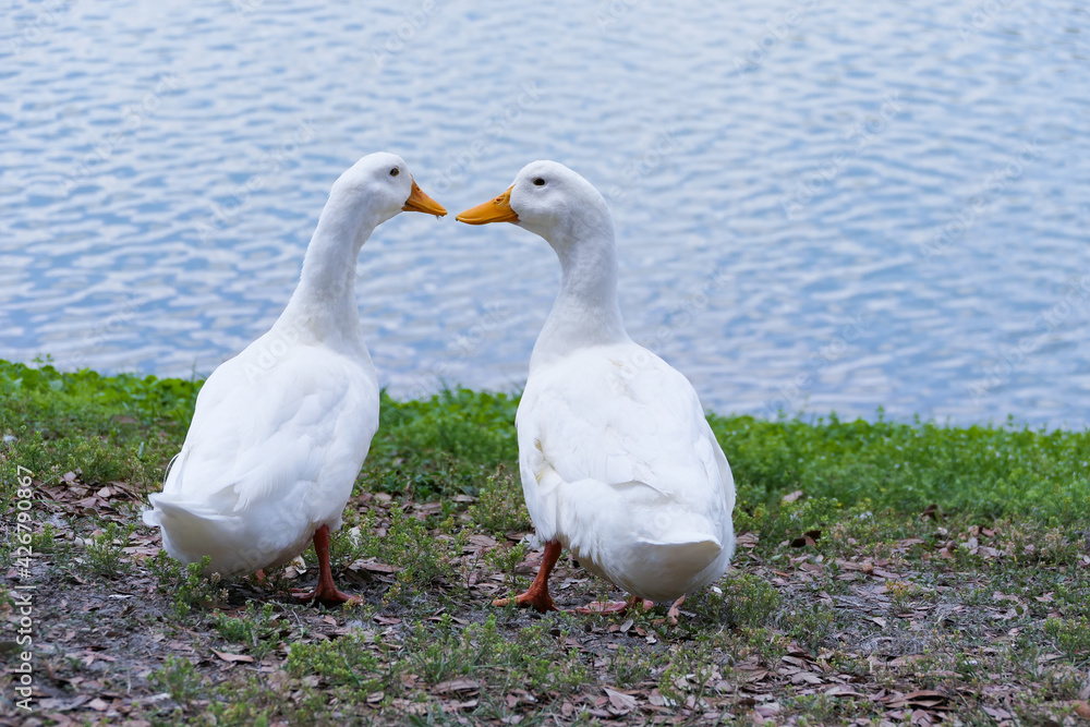 Canvas Prints pair of white ducks on the lake