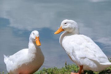 pair of white ducks