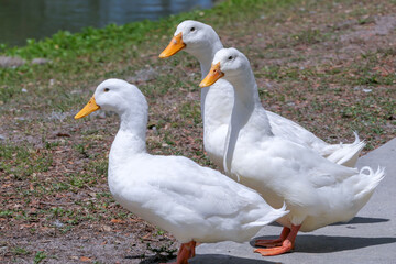 three white ducks on the lake