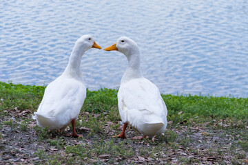 pair of white ducks on the lake
