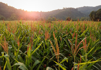 Picturesque Farm in Countryside: Cornfield and sunbeam right before sunset in the mountains of northern Luzon, Philippines