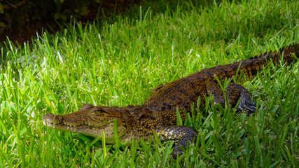 cocodrilo posando en el cesped