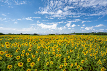 夏・一面に広がるひまわり畑