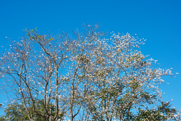 branches against sky