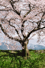 tree in the middle of nowhere