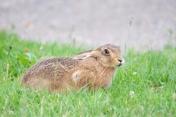 Mad march hare with big brown eyes sitting in the grass in an English field
