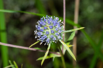 The blue eryngo (lat. Eryngium planum), of the family Apiaceae.