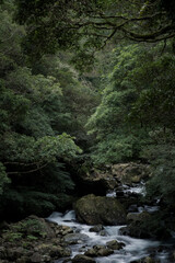 waterfall in the forest