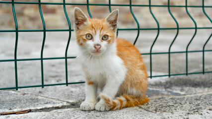 Fototapeta premium Kittens 5