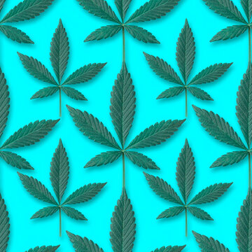 seamless pattern of green fresh cannabis sativa leaves (marijuana) on vintage blue background. Can be tiled