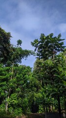 Naklejka premium Amazing combination trees in the forest