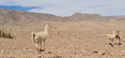 horses in the desert