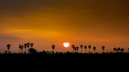 Naklejka na ściany i meble Silhouette palm trees at sunset.