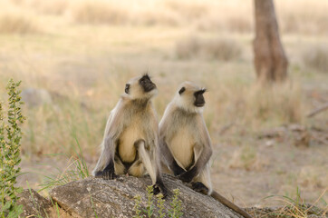 Gray Langur or monkey in the wilderness with use of selective focus 