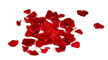 rose petals of scarlet color on a white isolated background