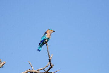 Indian roller perched on a branch