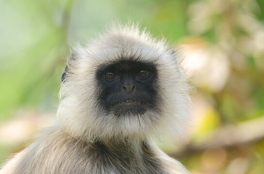 Close up of a langur or monkey in a forest