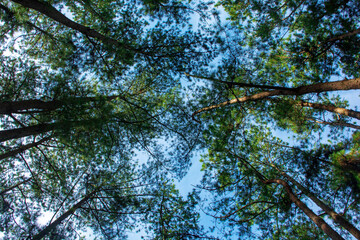 Fototapeta premium branches against sky